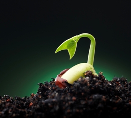 small plant on soil against green background