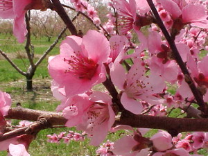 xi wang mu's peach blossoms