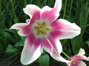 flower1