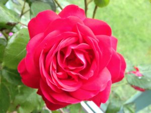 flower2
