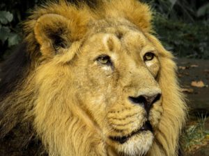 free picture lion-976385_960_720