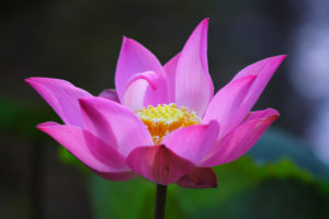 free picture lotus-flower-1382267