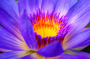 free picture waterlily