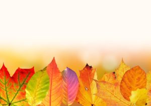 autumn-1649440_960_720