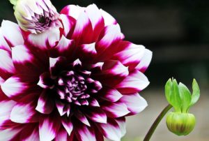 dahlia-1524455_960_720