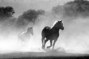 horse-430441_960_720