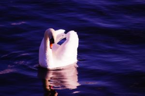 swan-1002943_960_720